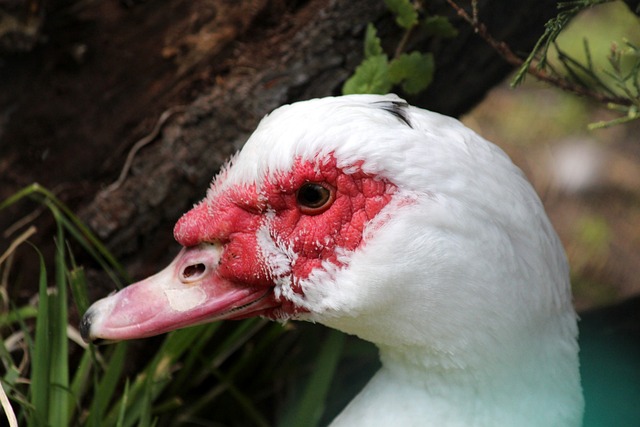 的小队长明 的小队长明